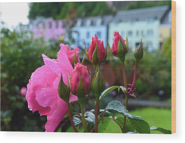 Rose Wood Print featuring the photograph Roses in Portree by Bonny Puckett