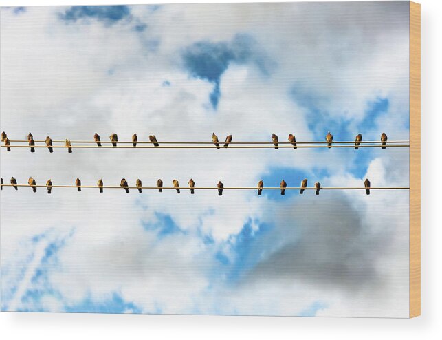 In A Row Wood Print featuring the photograph Row Of Birds On Electric Wire by © Copyright Svetan Photography - All Rights Reserved.