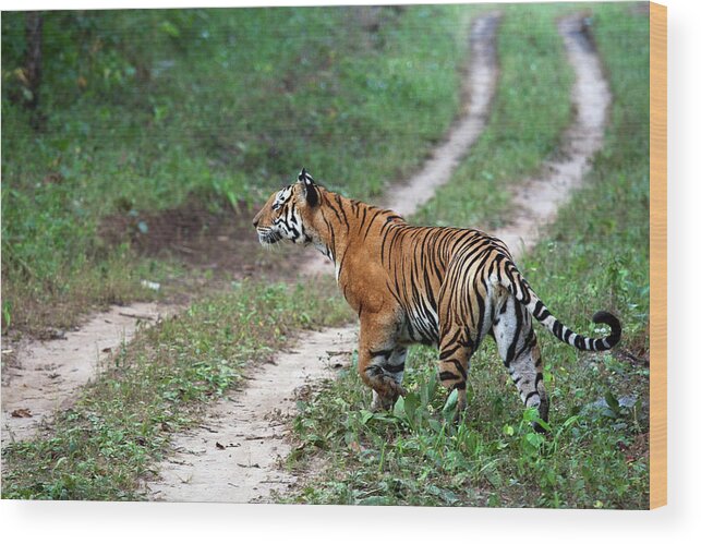 Grass Wood Print featuring the photograph Royal Bengal Tiger In Kanha National by Partha Pal