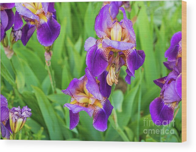Iris Wood Print featuring the photograph Royal purple irise by Marina Usmanskaya