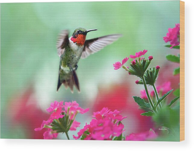 Hummingbird Wood Print featuring the photograph Ruby Garden Jewel by Christina Rollo