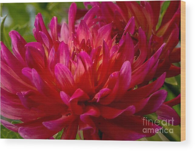 Dahlia Wood Print featuring the photograph Ruby Red Dahlia by Susan Rydberg