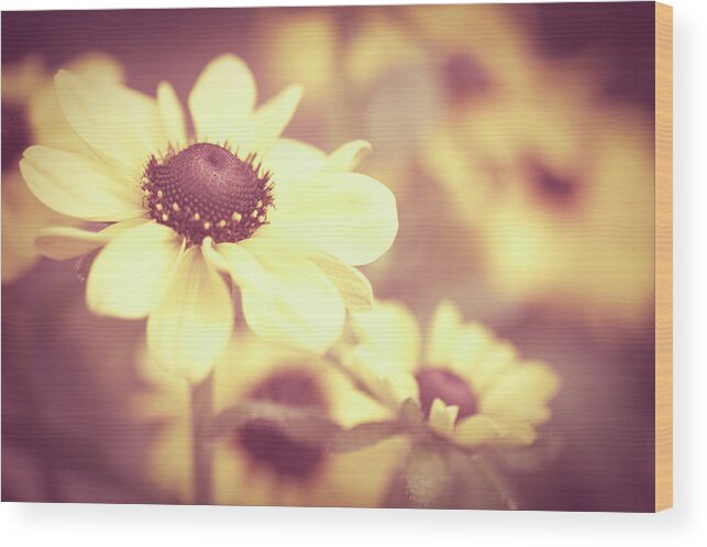 French Riviera Wood Print featuring the photograph Rudbeckia Flowers by Dhmig Photography