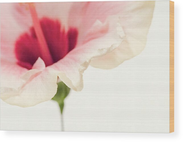 Macro Wood Print featuring the photograph Ruffled Edge by Ginger Stein