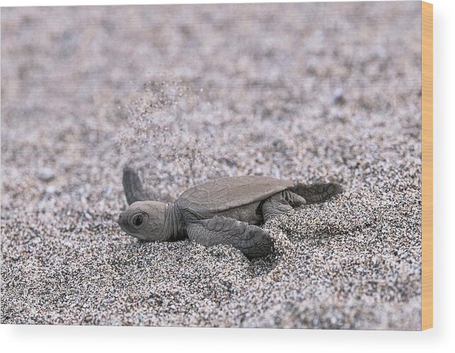 mergence
New Born
Wildlife
Turtle
Green Turtle
Ocean
Lagoon
Beach Wood Print featuring the photograph Run For Life by Serge Melesan
