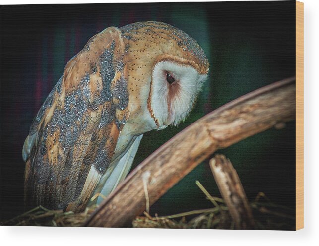 Barn Wood Print featuring the photograph Sad Owl in the Barn by Louis Dallara