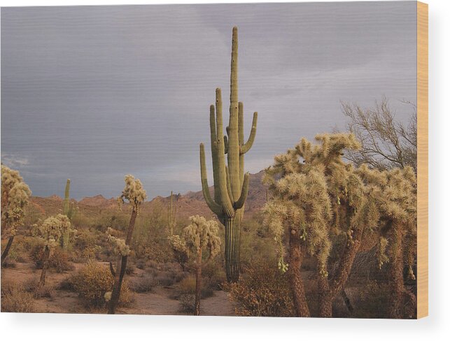 Tranquility Wood Print featuring the photograph Saguaro Cactus In The Desert by Steve Lewis Stock