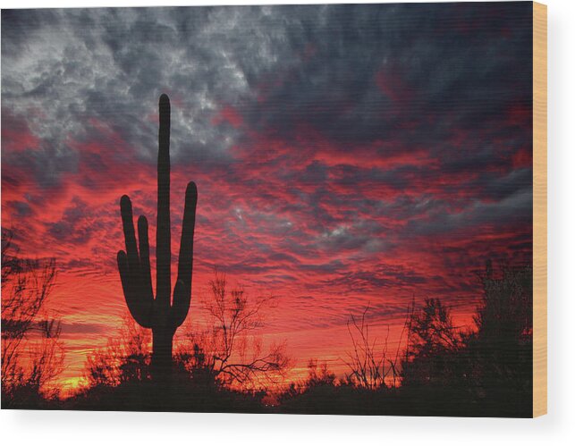 Saguaro Cactus Wood Print featuring the photograph Saguaro Sunset by Photo ©tan Yilmaz