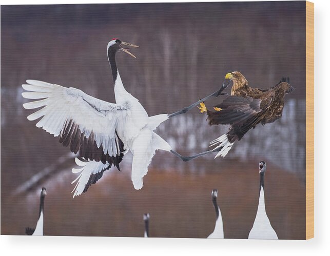 Cranes Wood Print featuring the photograph Samurai Crane by C. Mei