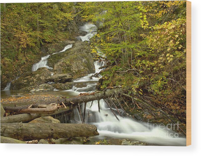 Sanderson Brook Falls Wood Print featuring the photograph Sanderson Brook Falls Through The Logs by Adam Jewell