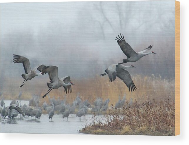 Dawn Wood Print featuring the photograph Sandhill Cranes Take Flight by Diana Robinson Photography