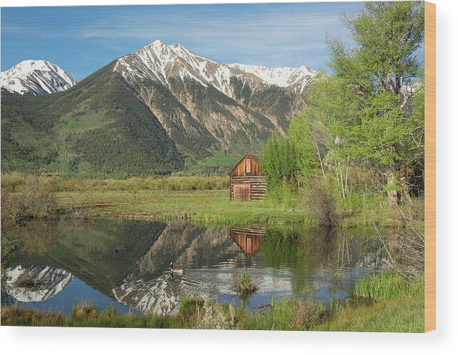 Sawatch Wood Print featuring the photograph Sawatch Cabin - Spring by Aaron Spong