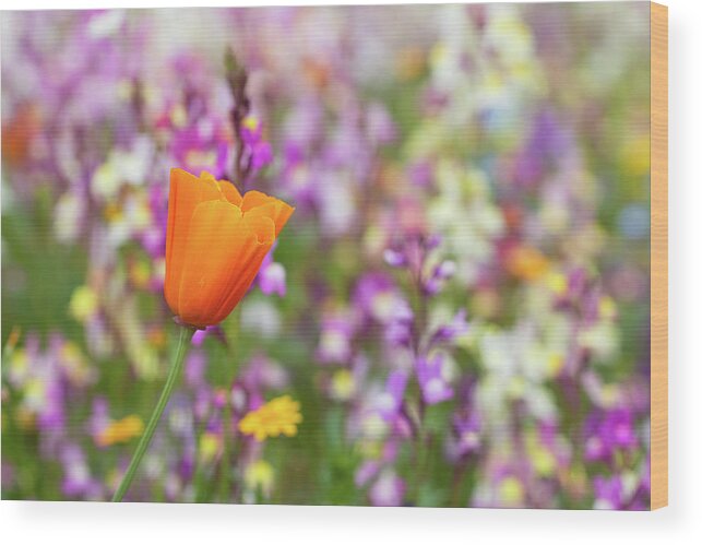 Poppy Wood Print featuring the photograph Say it's Spring by Vanessa Thomas