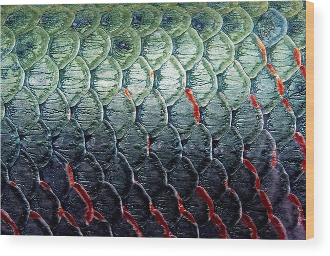 Scales Of An Arapaima Wood Print