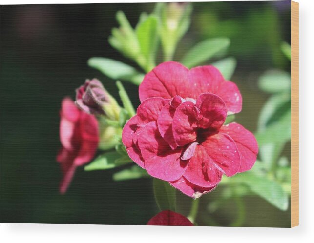 Geranium Wood Print featuring the photograph Scarlet Geranium in Cape May by Christopher Lotito