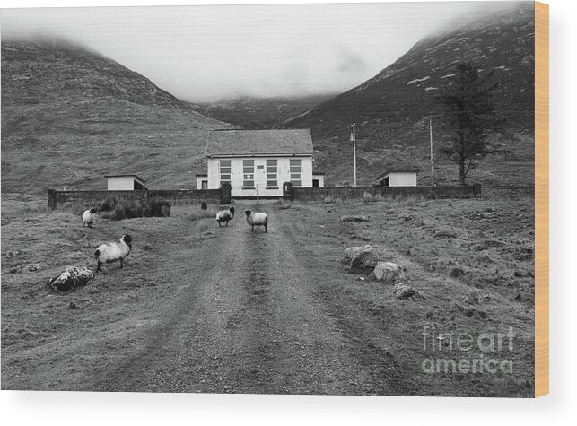 Maamturk Mountains Maumeen Connemara Galway Ireland Trail Walking School House Sheep Wood Print featuring the photograph School house by Peter Skelton