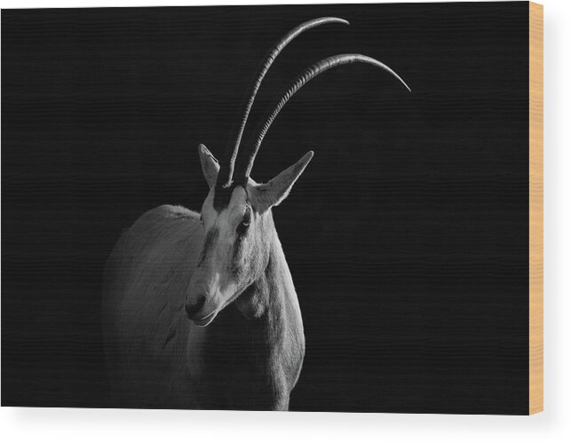 Horned Wood Print featuring the photograph Scimitar-horned Oryx by Billy Currie Photography