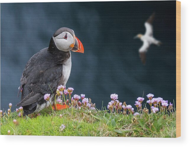 Atlantic Puffin Wood Print featuring the photograph Scottish Puffin and Gannet by Arterra Picture Library