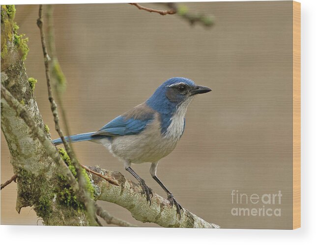 Scrub Jay Wood Print featuring the photograph Scrub Jay by Natural Focal Point Photography