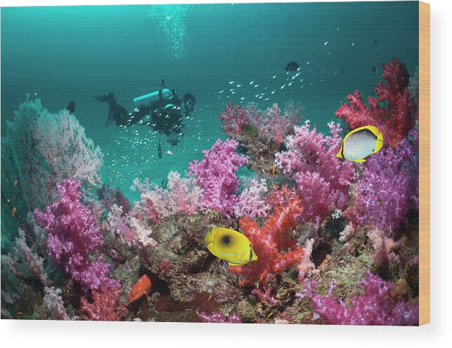 Tranquility Wood Print featuring the photograph Scuba Diver by Georgette Douwma