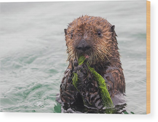 Sebastian Kennerknecht Wood Print featuring the photograph Sea Otter Pup Playing With Seaweed by Sebastian Kennerknecht