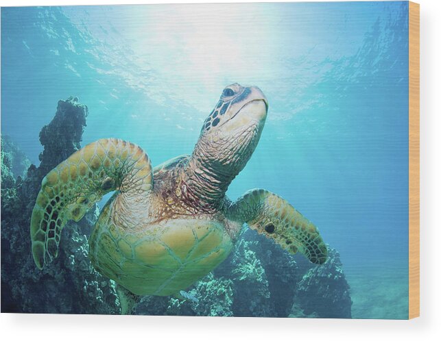 Underwater Wood Print featuring the photograph Sea Turtle And Coral Reef by M Swiet Productions