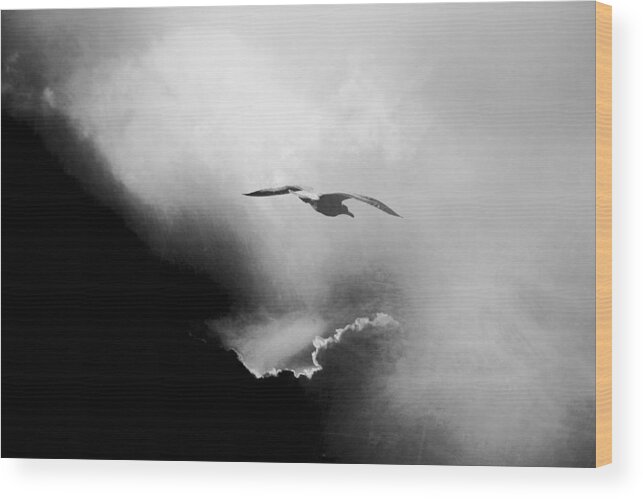 Bird Wood Print featuring the photograph Seagull by Daniela Riegler