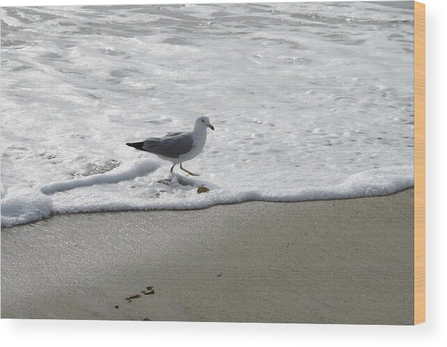 Seagull Wood Print featuring the photograph Seagull Running Through Waves by Laura Smith