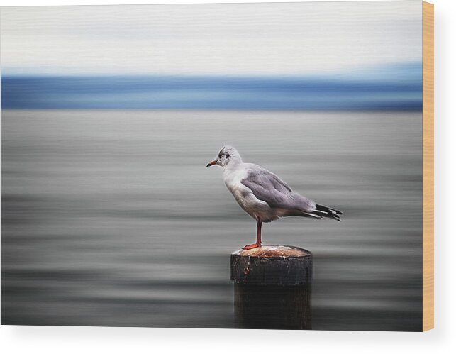 Bollard Wood Print featuring the photograph Seagull Sitting On A Bollard by Image By Chris Frank