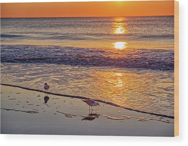 Seagulls Sunrise Beach Ga Georgia Tybee Waves Water Ocean Wood Print featuring the photograph Seagull Sunrise - Tybee Island Beach sunrise by Peter Herman