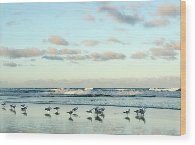 Working Wood Print featuring the photograph Seagulls In Heaven V2 by Breecedownunder
