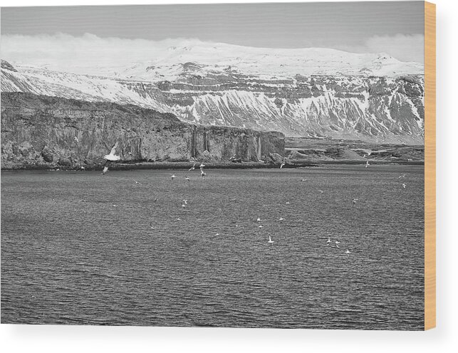 Travelpixpro Wood Print featuring the photograph Seagulls over the Atlantic Backed by Waterfalls and Mountains Iceland Black and White by Shawn O'Brien