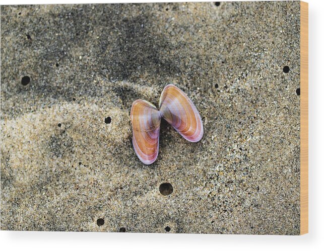 Sea Shell Wood Print featuring the photograph Landscape Photography - Beaches by Amelia Pearn