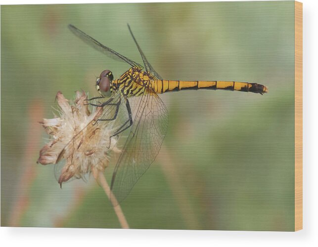 Dragonfly Wood Print featuring the photograph Seaside Dragonlet by Paul Rebmann