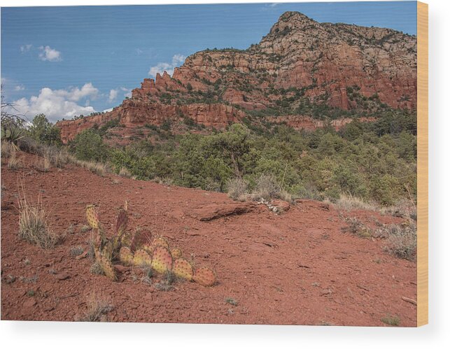 Sedona Wood Print featuring the photograph Sedona red rock and cacti by Alan Goldberg