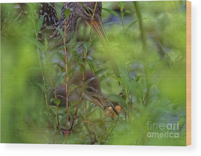 Limpkins Wood Print featuring the photograph Serene Moment by DB Hayes