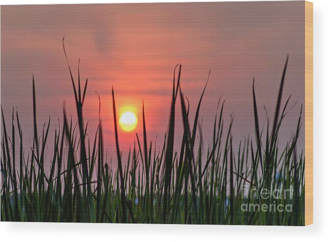 Sunset Wood Print featuring the photograph Setting Sun by DJA Images