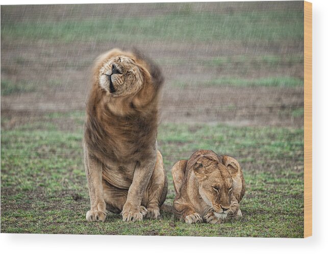 Safari Wood Print featuring the photograph Shake Your Mane by Massimo Felici