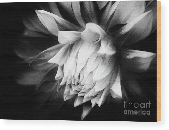 Asteraceae Wood Print featuring the photograph She is Slipping Away by Venetta Archer