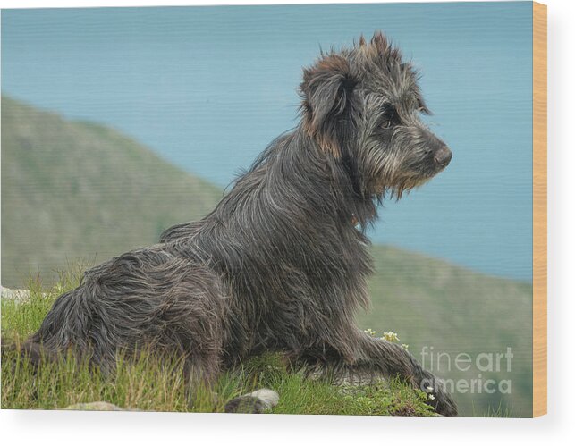 Dog Wood Print featuring the photograph Sheepdog by Philippe Psaila/science Photo Library
