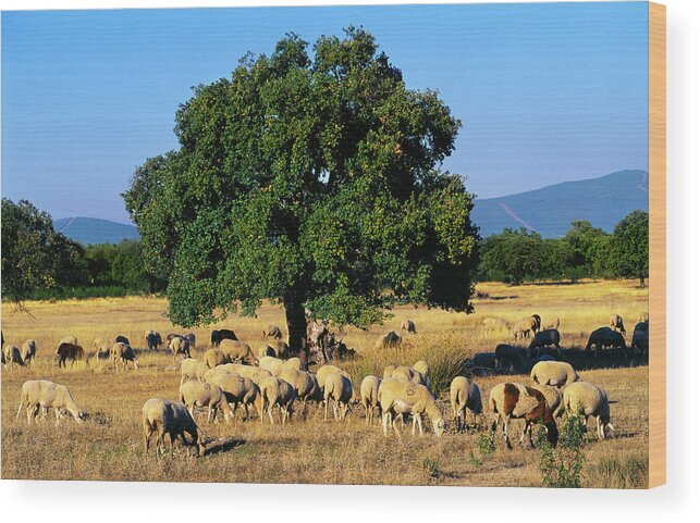 Grass Wood Print featuring the photograph Sheeps In Dehesa, Typical Pasture Of by Gonzalo Azumendi