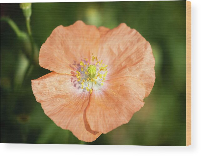 Shirley Poppy Wood Print featuring the photograph Shirley Poppy 2018-17 by Thomas Young
