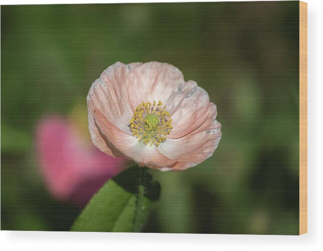  Wood Print featuring the photograph Shirley Poppy 2019-2 by Thomas Young
