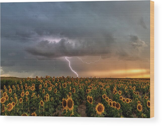 Sunflowers Wood Print featuring the photograph Shocking Sunflowers by Tony Hake