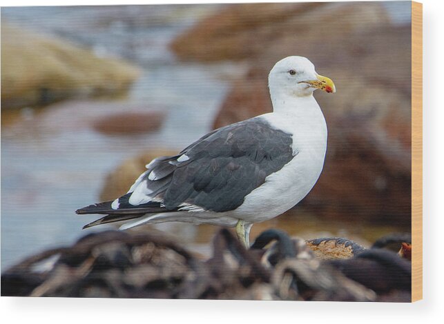 Herring Gull Wood Print featuring the photograph Shore Keeper by Marcy Wielfaert