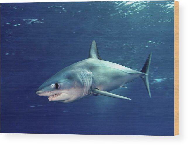 Animal Themes Wood Print featuring the photograph Shortfin Mako Sharks by James R.d. Scott