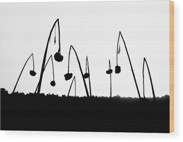 Farm Wood Print featuring the photograph Silhouette I by Ray Silva