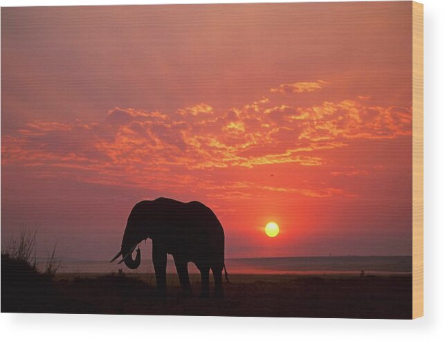 Scenics Wood Print featuring the photograph Silhouette Of An African Elephant by Federico Veronesi