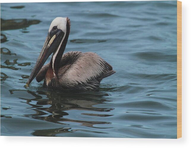 Pelican Wood Print featuring the photograph Silver Lake Pelican 18 by Cathy Lindsey