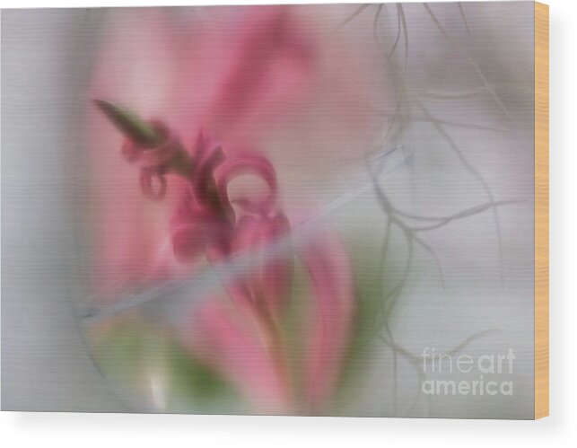 Twirly Pink And Green Leaves Wood Print featuring the photograph Simply Magical by Mary Lou Chmura